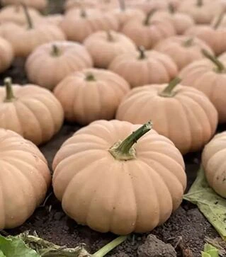 Насіння гарбузу Спеллкаст F1, п.о. 500 насінин (Enza Zaden)