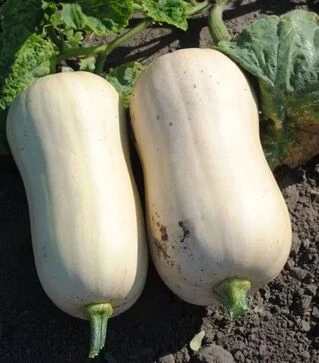 Насіння гарбузу Тіана F1, п.о. 250 насінин (Vitalis)