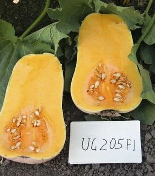 Семена тыквы UG 205 F1, п.е. 1000 семян (United Genetiks)
