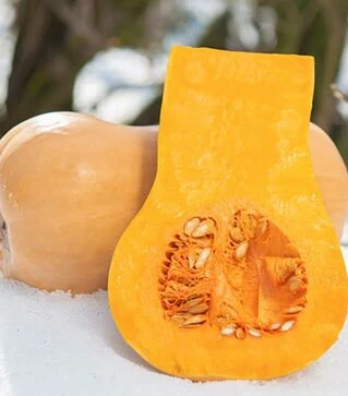 Семена тыквы Матильда F1, п.е. 500 семян (Enza Zaden)