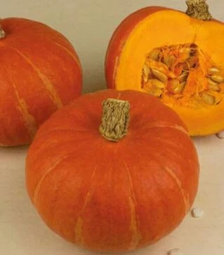 Насіння гарбузу Брайт Саммер F1, п.о. 500 насінин (Enza Zaden)