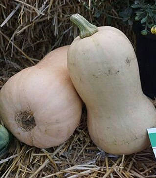 Семена тыквы Винес F1, п.е. 1000 семян (Sakata)