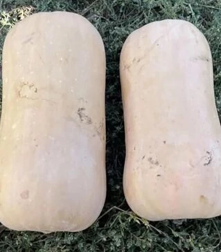 Семена тыквы Баррель F1, п.е. 500 семян (Spark Seeds)