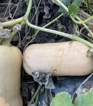 Семена тыквы Баррель F1, п.е. 500 семян (Spark Seeds)