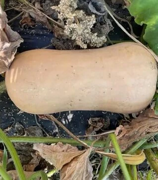 Семена тыквы Баррель F1, п.е. 500 семян (Spark Seeds)