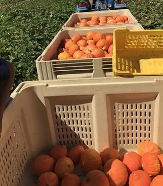 Семена тыквы Коленки F1, п.е. 500 семян (Sakata)