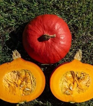 Насіння гарбузу Кенжі Курі F1, п.о. 250 насінин (Enza Zaden)