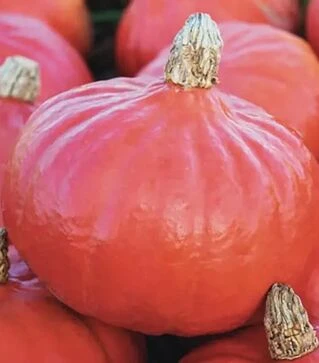 Насіння гарбузу Кенжі Курі F1, п.о. 250 насінин (Enza Zaden)