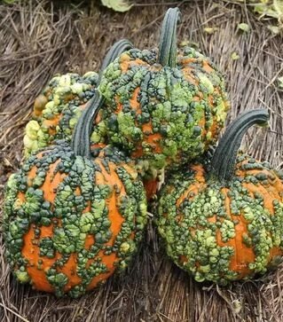 Семена тыквы Ворти Гоблин F1, п.е. 1 тыс. семян (Clause)