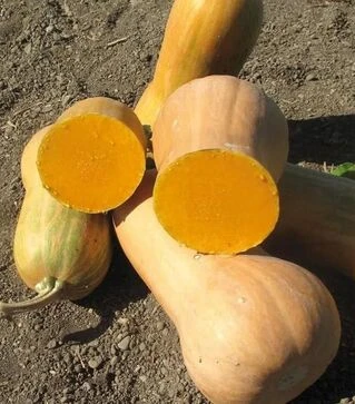 Семена тыквы Лизард F1, п.е. 1 тыс. семян (United Genetics)