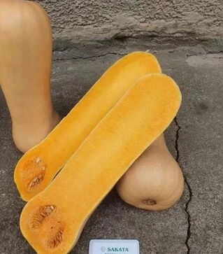 Семена тыквы Титан F1, п.е. 500 семян (Sakata)