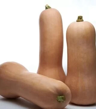 Семена тыквы Титан F1, п.е. 500 семян (Sakata)