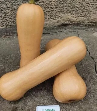 Семена тыквы Титан F1, п.е. 1 тыс. семян (Sakata)