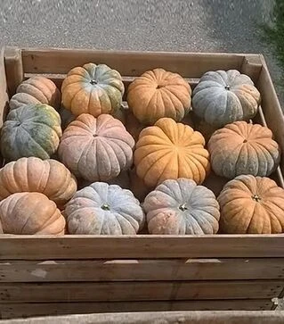 Семена тыквы Маноск F1, п.е. 500 семян