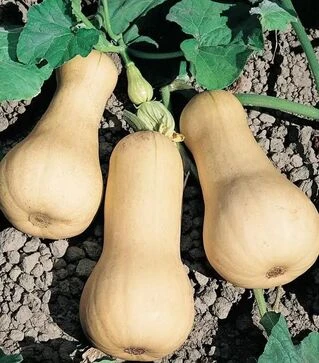 Насіння гарбузу Лисция, 200 г (Semo)