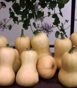 Насіння гарбузу Лиция, 100 г (Moravoseed)