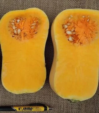 Семена тыквы Лаура, 200 г (Semo)