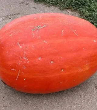 Насіння гарбузу Голіаш, 500 г (Moravoseed)