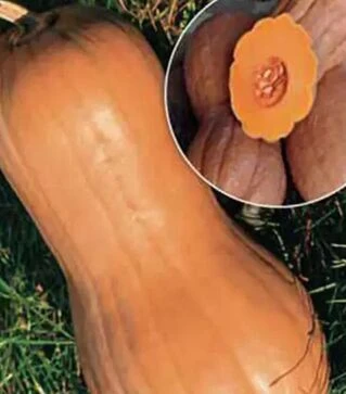 Семена тыквы Виолина, 500 г (Коуэлл)