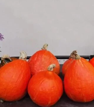 Семена тыквы Ухики Куры, 100 г (Moravoseed)