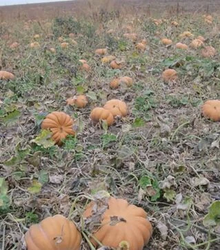 Насіння гарбузу Вест, 500 г (Lark Seeds)