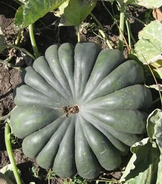 Насіння гарбузу Вест, 500 г (Lark Seeds)