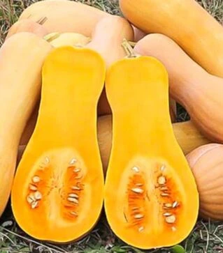 Насіння гарбуза Атлас F1, п.о. 100 насінин (Sakata)