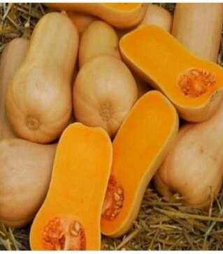 Насіння гарбуза Вінес F1, п.о. 100 насінин (Sakata)