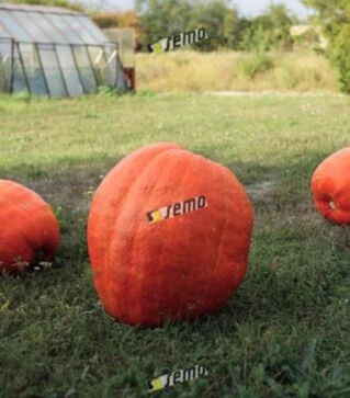 Семена тыквы Голиаш, 25 г (Semo)