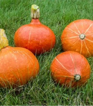 Насіння гарбуза Хакайдо Помаранчевий, 25 г (Semo)