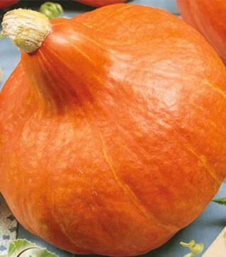 Семена тыквы Учики Кури, 50 г (Leda Seeds)