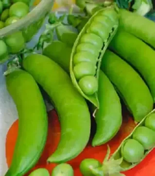 Семена гороха Грунди, п.е. 100 тыс. семян (Syngenta)