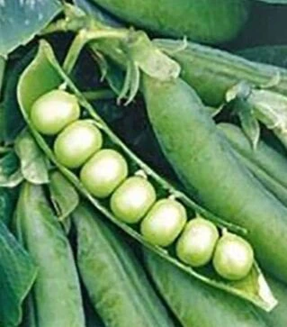 Семена гороха Олинда, п.е. 100 тыс. семян (Syngenta)