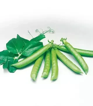 Семена гороха Сомервуд, п.е. 100 тыс. семян (Syngenta)