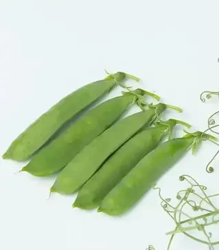 Семена гороха Идальго, п.е. 100 тыс. семян (Syngenta)