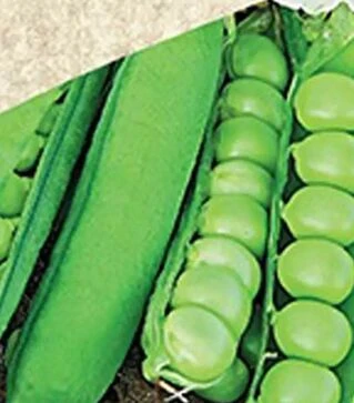 Семена гороха Авола, 5 кг (Satimex)