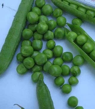 Насіння гороху Кінгсайз F1, п.о. 100 тис. насінин (Spark Seeds)