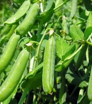 Насіння гороху Олл Сан, п.о. 100 тис. насінин (Hazera)