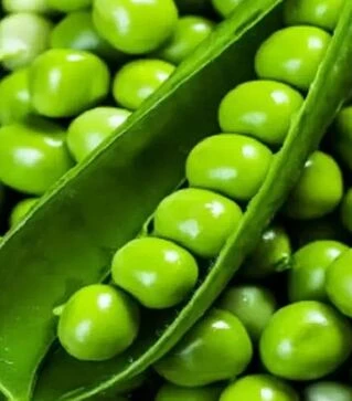 Семена гороха Норверт, п.е. 200 тыс. семян (Syngenta)