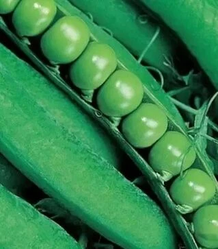 Насіння гороху Дінга, 25 кг (Коуел)