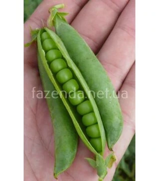 Насіння гороху Мегасайз, п.о. 2,5 тис. насінин (Spark Seeds)