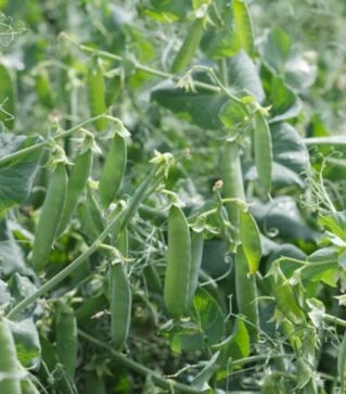 Семена гороха Преладо, 1 кг (Syngenta)