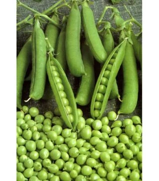 Семена гороха Продиджи, п.о. 2,5 тыс. семян (Spark Seeds)