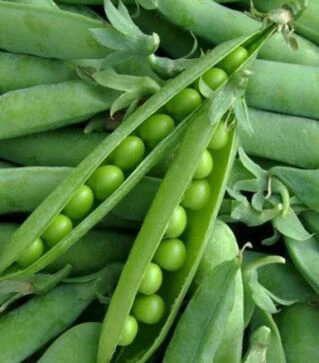 Насіння гороху Компана, п.о. 100 тис. насінин (Hazera)