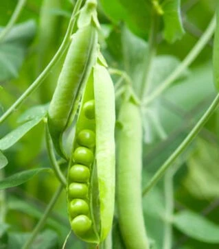 Насіння гороху Ліптон, 1 кг (Hazera)