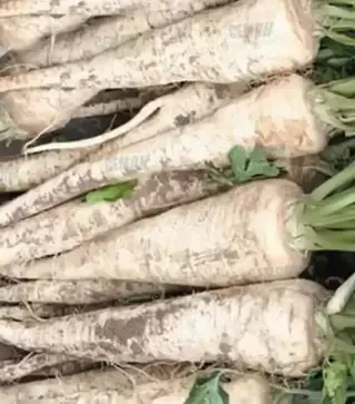 Семена пастернака Белая жемчужина, 500 г (Agri Saaten)