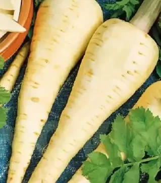 Насіння пастернаку Камо, 1 кг (Moravoseed)