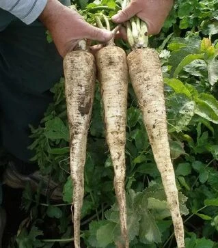 Семена пастернака Длинный белый, 300 г (Semo)