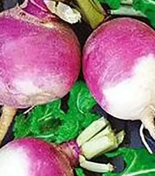 Насіння турнепсу Самсон, 25 кг (Satimex)