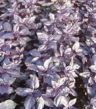 Насіння базиліку Розі, п.о. 50 тис. насінин (Enza Zaden)